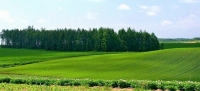 Разрешенное использование сельскохозяйственных земель. Земли сельскохозяйственного назначения